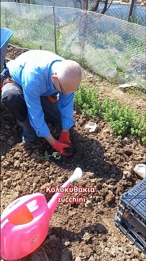 PLANTING ZUCCHINI IN THE VEGETABLE GARDEN | @gardeneriak ​