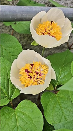 A precious medicinal herb found in the mountains! Properly learning about the benefits of white p...