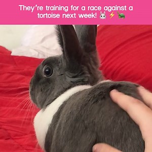 It's gonna be the race of the century! 🤣💕🐰⚡️🐢 (VIA Isabel R.) | The Pet Collective