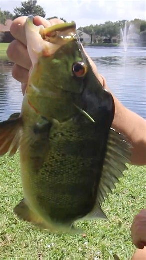 This Young Male Peacock Bass is Insane #fishing #shorts #bassfishing