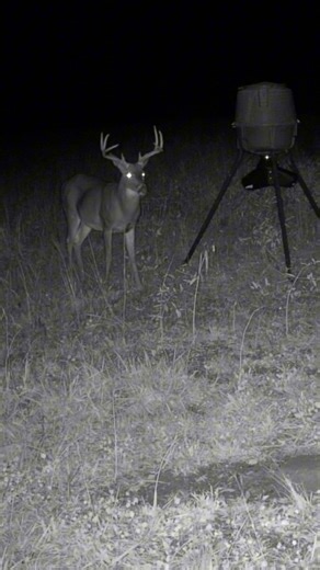 Consistency pays off! This wide 8 has been hitting the 30-06 Tall Tine™ feeder since July — proof that once deer find a dependable mineral source, they’ll keep coming back. A steady mineral program supports year-round health and antler development, even after dark. | Whitetail Institute of North America