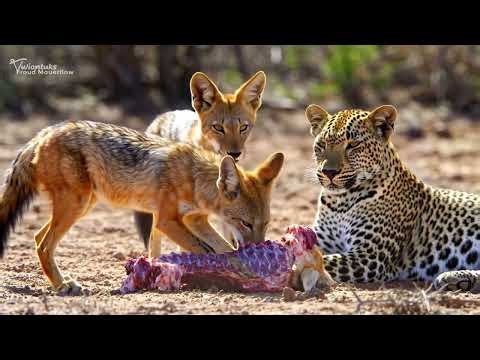 Asian Jungle Animals: Daily Wildlife Lifestyle | 4K Nature Documentary