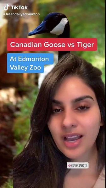 Daily Hive Edmonton on TikTok