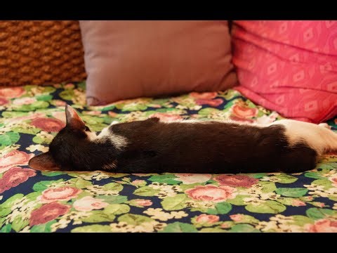 The Hidden GPS in Cats: How They Navigate Their World!