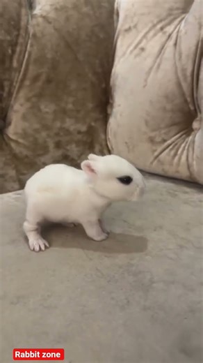the cutest thing you'd ever seen ❣️🤩 cute Little baby bunny #rabbit #cuteanimal #youtubeshorts#bunny