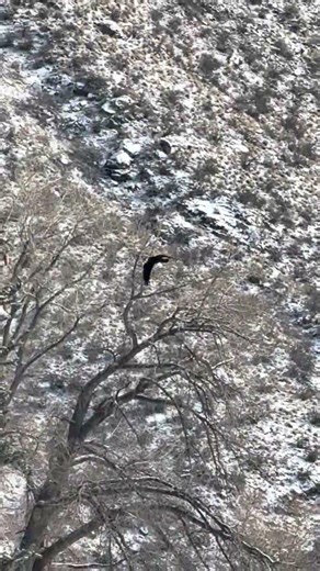 Raven 2nd flyby 1/24/26 #cute #animals #nature