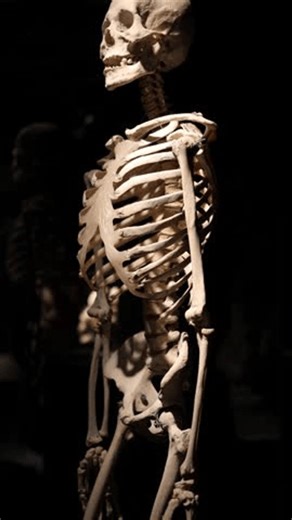 clip-4033733437-vertical-screen-human-skeleton-standing-visible-skull