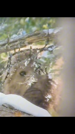 Sasquatch face recorded in Canada. | Cryptid University