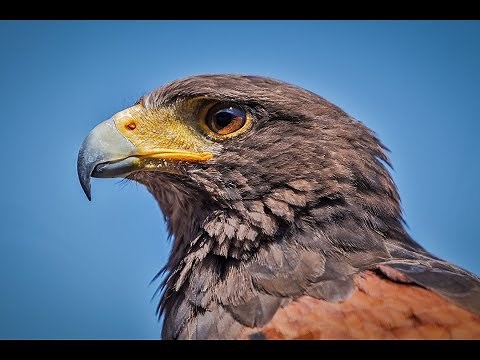 How to animate image in Corel Photomirage