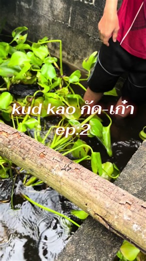 เอาอีกแล้ววผู้ร้ายลงบ่ออีกแล้วปลาจะไม่เหลือแล้วเป็นชั่วโมงกว่าจะเจอ🥲#ปลากัดสวยงาม #ปลากัดพิจิตร #fypシ #เปิดการมองเห็น #ปลากัดป่า