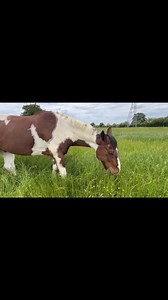 126 reactions · 13 comments | #Horse #Eating #ASMR #Grass #Munching #Field #Equestrian  | The Antics of Mr Mo | Facebook