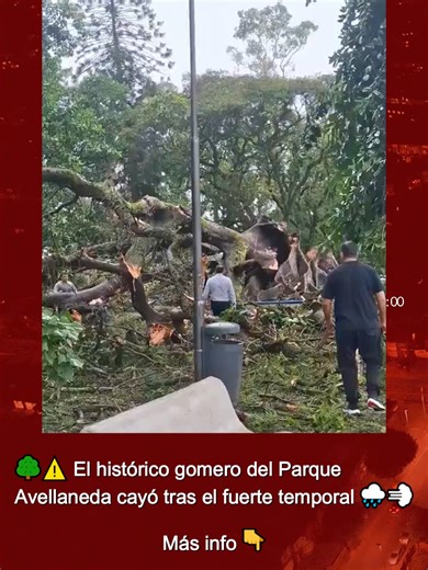 🌳⚠️ Cayó el histórico gomero del Parque Avellaneda tras varios días de lluvias intensas en San Miguel de Tucumán 🌧️💨 📍 El enorme árbol se desplomó en la zona de calle Asunción al 1000, generando daños y preocupación entre vecinos 🚧😱 🎥 El impactante momento quedó grabado y se viralizó en redes gracias a la periodista Badiha Sebih 📲🔥 🌿 Se trataba de un Ficus macrophylla, una especie de gran tamaño y raíces extensas, que ya había sido podado previamente para evitar riesgos ✂️🌳 🏛️ Además