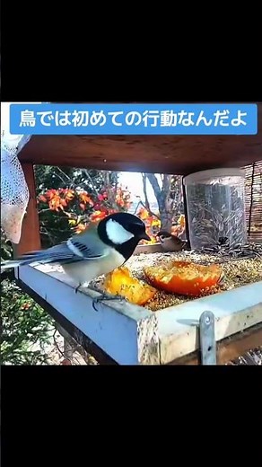 実は凄いシジュウカラちゃん#北海道野鳥LIVE#birdwatching#birdfeeder#野鳥観察#定点観測#北海道#hokkaido
