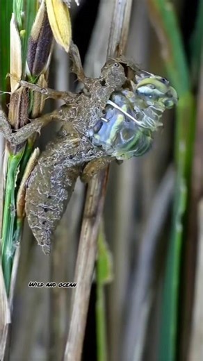 Insect 🦋 Reproduction System How To Reproduction Caterpillars #caterpillar #reproduction #wildlife