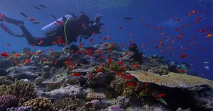 ‘Chasing Coral’ documentary is a reminder that natural beauty comes with an expiry date
