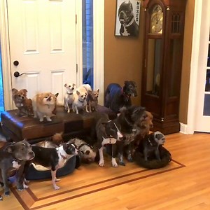 2.3M views · 104K reactions | This couple has saved over 500 senior dogs  | The Dodo | Facebook