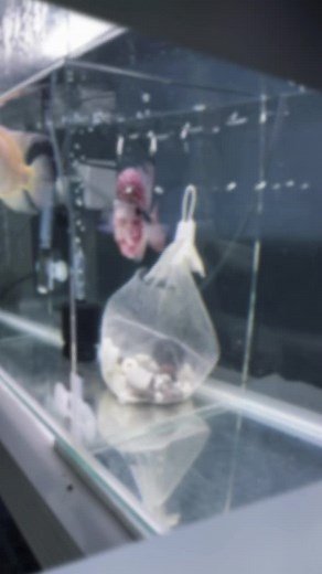 Facts about Flowerhorn 🌺 Flowerhorns are vibrant hybrid fish known for their striking colors and unique nuchal hump! 🐠 🌟 Bred primarily in Southeast Asia, these colorful beauties have become a global sensation since the late '90s! 🐟 With intelligent personalities, Flowerhorns can recognize their owners and may even greet them! ⚔️ Known for their territorial nature, it's essential to choose compatible tank mates to avoid aggression! 🎨 Their colors intensify during breeding season, showcasing