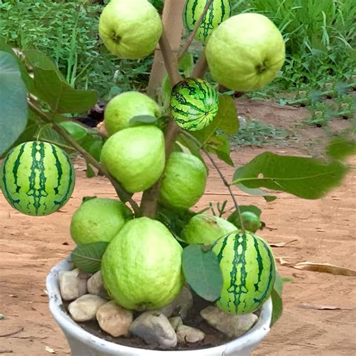 1K views · 63 reactions | New method of planting guava in watermelon with aloe Vera and eggs how to growing guava fruit | Garden Tree | Facebook