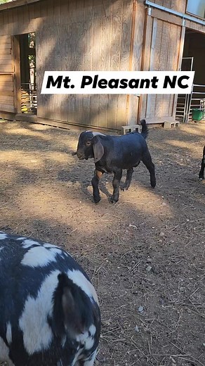 7.8K views · 88 reactions | He is a beautiful solid black boer goat. He has amazing genetics and is super sweet! | Cotton Bean Farms | Facebook