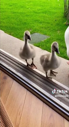 Saving Baby Birds: A Heartwarming Rescue Story