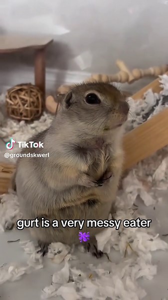 Green-Stained Prairie Dog: Gurt the Messy Eater