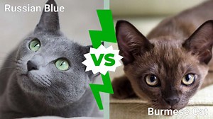 Russian Blue vs. Burmese Cat: Key Differences Explained