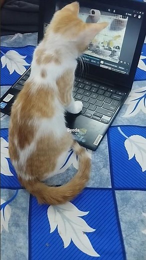 my cute cat watching laptop #cat #cute #catlovrs #viralshort #catvideo #catlife #catshorts #cat