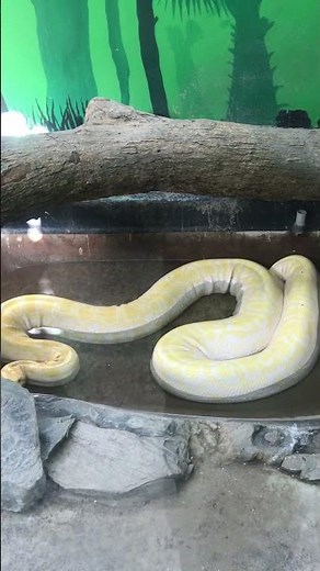 🐍 Gorgeous But LETHAL!Yellow Burmese Python #shorts