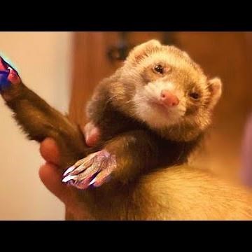 Ferret Dancing | TikTok Compilation #3 from @friendlyquest