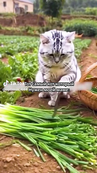 Funny Cat Cooking Memes | Cute Cat Tiktok Videos