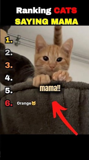 Ranking FUNNIEST TALKING CATS EVER!!😂😂