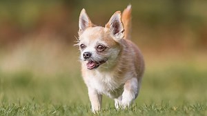 Tiny Senior Yorkie mix 'Making a U-Turn' For a Bedtime Snack Couldn't Be Any Sweeter