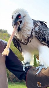 79K views · 683 reactions | This vulture has a big appetite | Lilyon DIY | Facebook