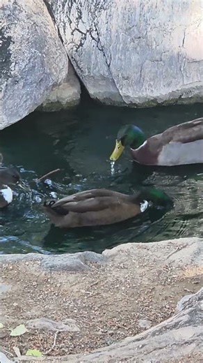 Reclaimed Water & Wildlife: Is It Safe for Ducks and Waterfowl?