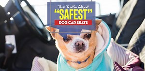The Truth About “Safest” Dog Car Seats