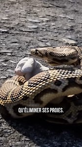 155K views · 2.4K reactions | Comment les Pythons Éliminent-ils Non Seulement leurs Proies mais Aussi leurs Rivaux | WATOP FR | Facebook
