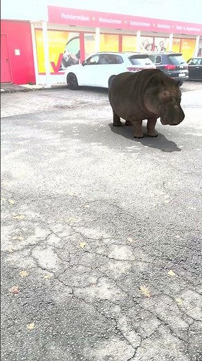 Blender #blenderart #creativeblender #cgi #animals