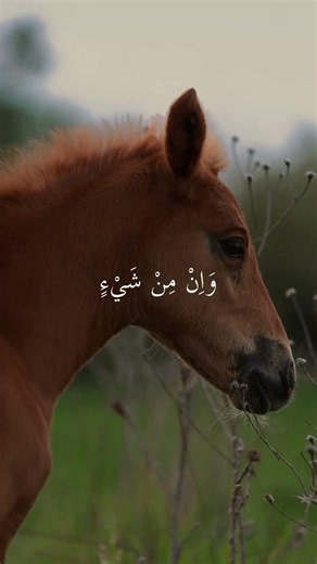 Everything Glorifies Him… ✨🌌 | Surah Al-Isra 44 #islamicreminder #ayet