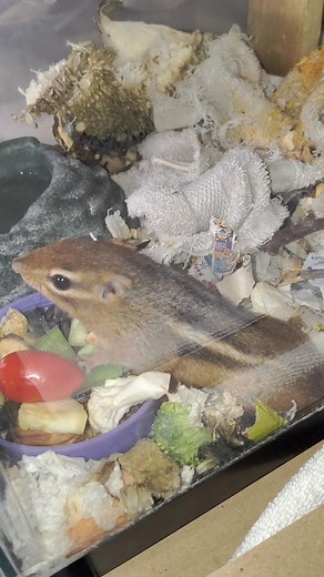 1K views · 57 reactions | This is chippie the chipmunk, he came to me...
