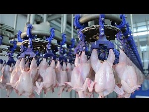 Korea's largest chicken factory | Modern Ultra Chicken Processing Factory ➤ 3