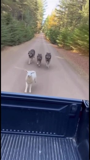 2K views | 1 Sheep vs 3 Wolves | The Boomerang Chronicle | Facebook