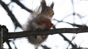 Red squirrel or Eurasian red squirrel (Sciurus vulgaris) sits on a branch and eats a nut