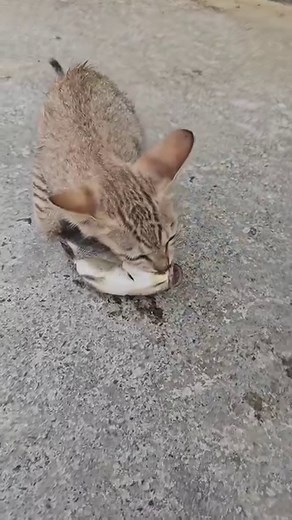 6.4M views · 10K reactions | My kitten fighting with ghost #cute #funny | Andaman Baby | Facebook