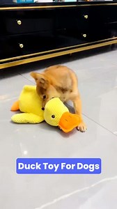 Primary Text: Delight your furry friend with our adorable Duck Toy For Dog! 🦆 This soft and squeaky companion is perfect for playtime and cuddles. Durable & Chew-Resistant Crafted with strong, textured fabric to withstand playful bites while being gentle on your dog's teeth. Built-In Squeaker Features an internal squeaker that adds excitement, keeping your pet engaged and entertained. Soft & Cozy Designed for comfort, making it an ideal snuggle buddy for your pet during rest times. Perfect Size