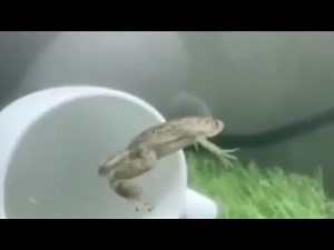 Arab Frog Floating (Meme)