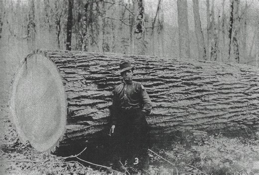 American Chestnut Research and Restoration Project | A picture from rabun county Georgia historical society | Facebook