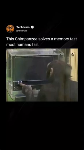 Tech Nuro on Instagram: "Chimpanzees possess a form of short-term visual memory that far exceeds human capability in specific tasks. In controlled experiments, they can briefly view a screen filled with numbers, memorize the exact positions in a fraction of a second, and accurately recall them after the numbers disappear. Even trained humans struggle to match this speed and precision. Studies from Kyoto University show that this advantage is not about overall intelligence, but specialization. Ch