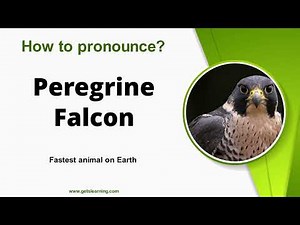 How to Pronounce (Peregrine Falcon) in American English Correctly