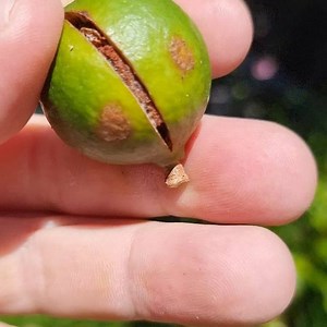 3.4K views · 132 reactions | Macadamia nut starting to open. Usually let the nut mature and dry for several weeks or more before cracking to eat but I did anyway... | Self Sufficient Me | Facebook