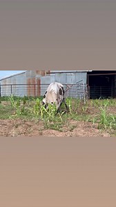 3.1M views · 19K reactions | Hard Labor out stretching his legs and feeling good! | Nothin' But Try Ranch and Event Center | Facebook